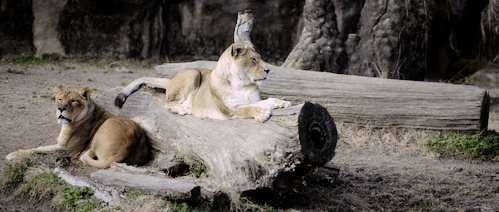 Two lionesses laying on a log