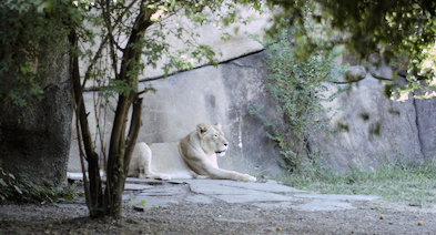 Lioness laying next to rock wall