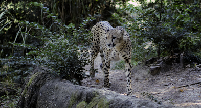 Cheetah walking along waters edge